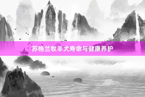 苏格兰牧羊犬寿命与健康养护